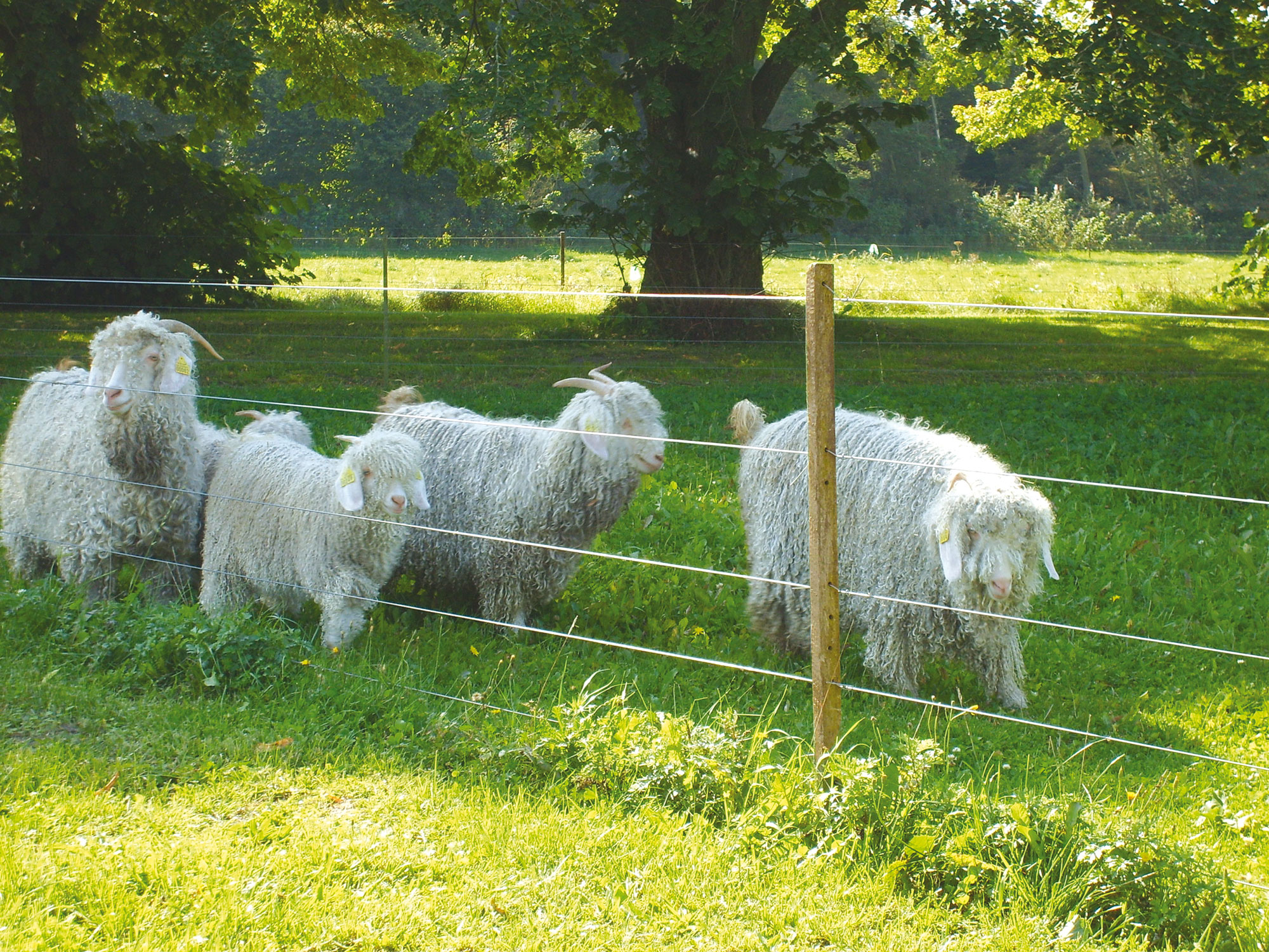 Vijf langharige schapen grazen achter een elektrisch hek.