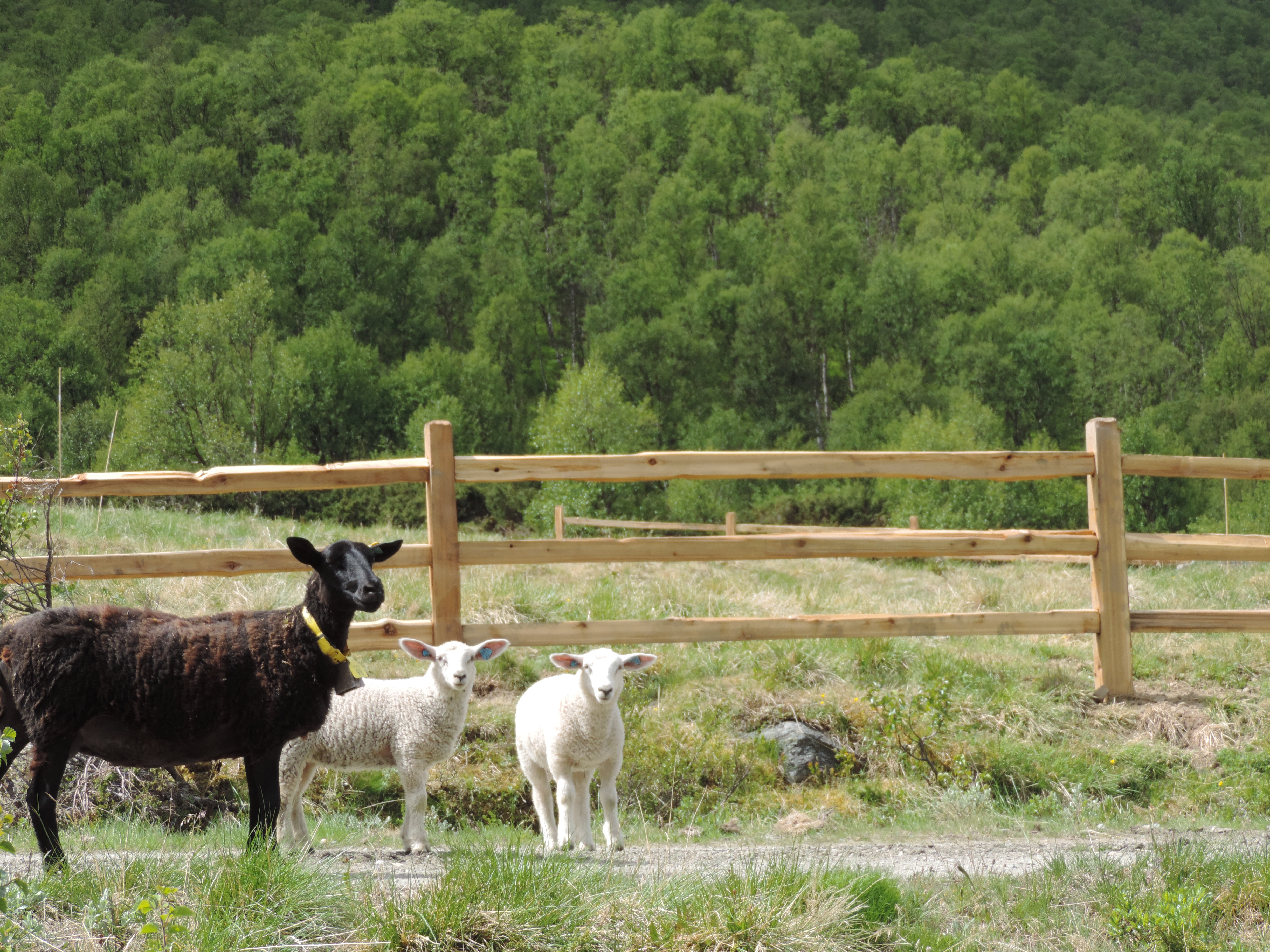 Een zwart schaap en twee witte lammetjes staan voor een rustiek cederhouten hek.