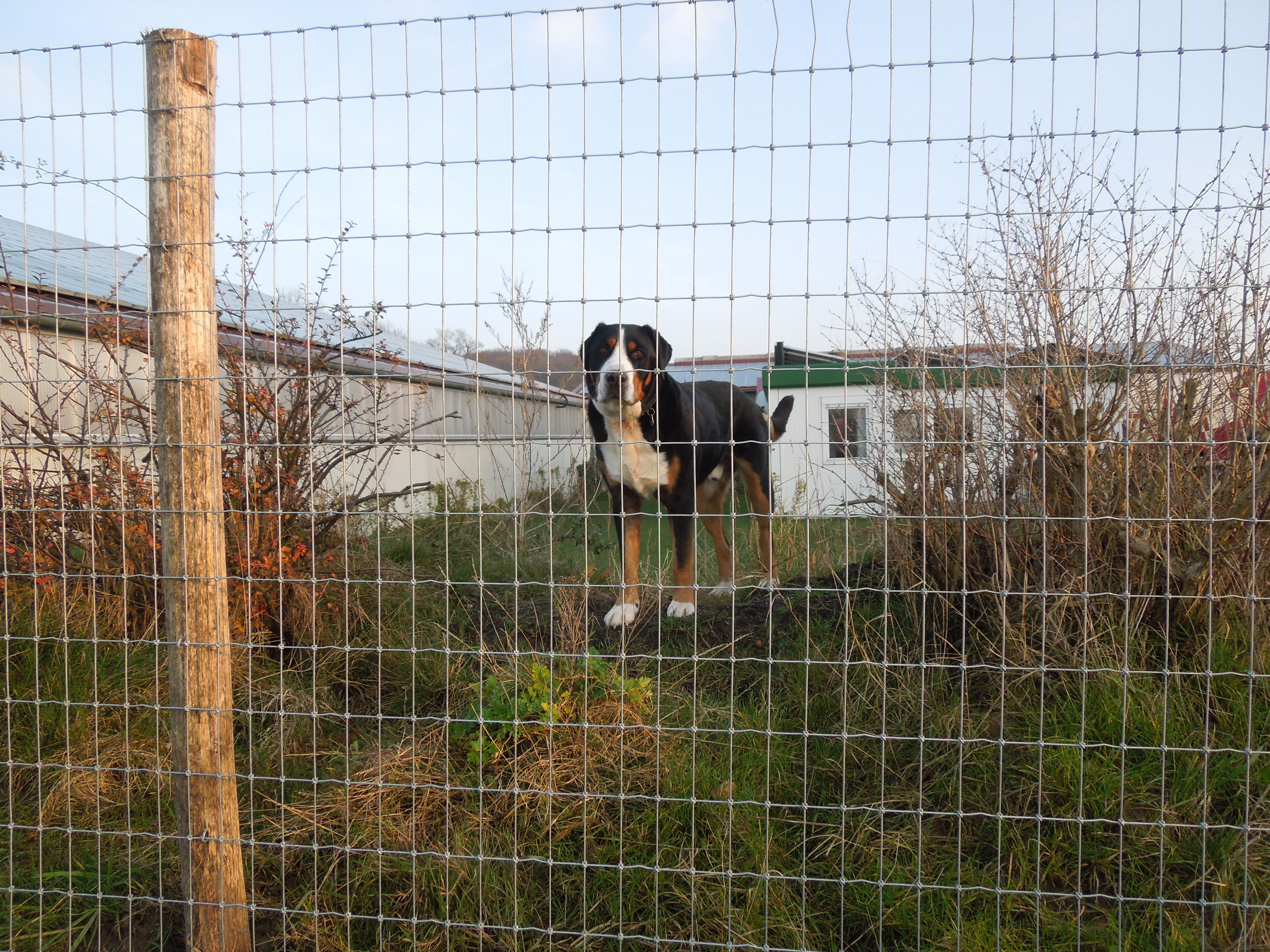 Een hond staat achter een hoog hek bij Multinet