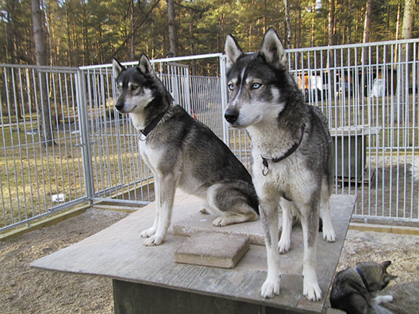 Twee Siberische Husky honden zitten bovenop hun hondenhok in een hondenhok.