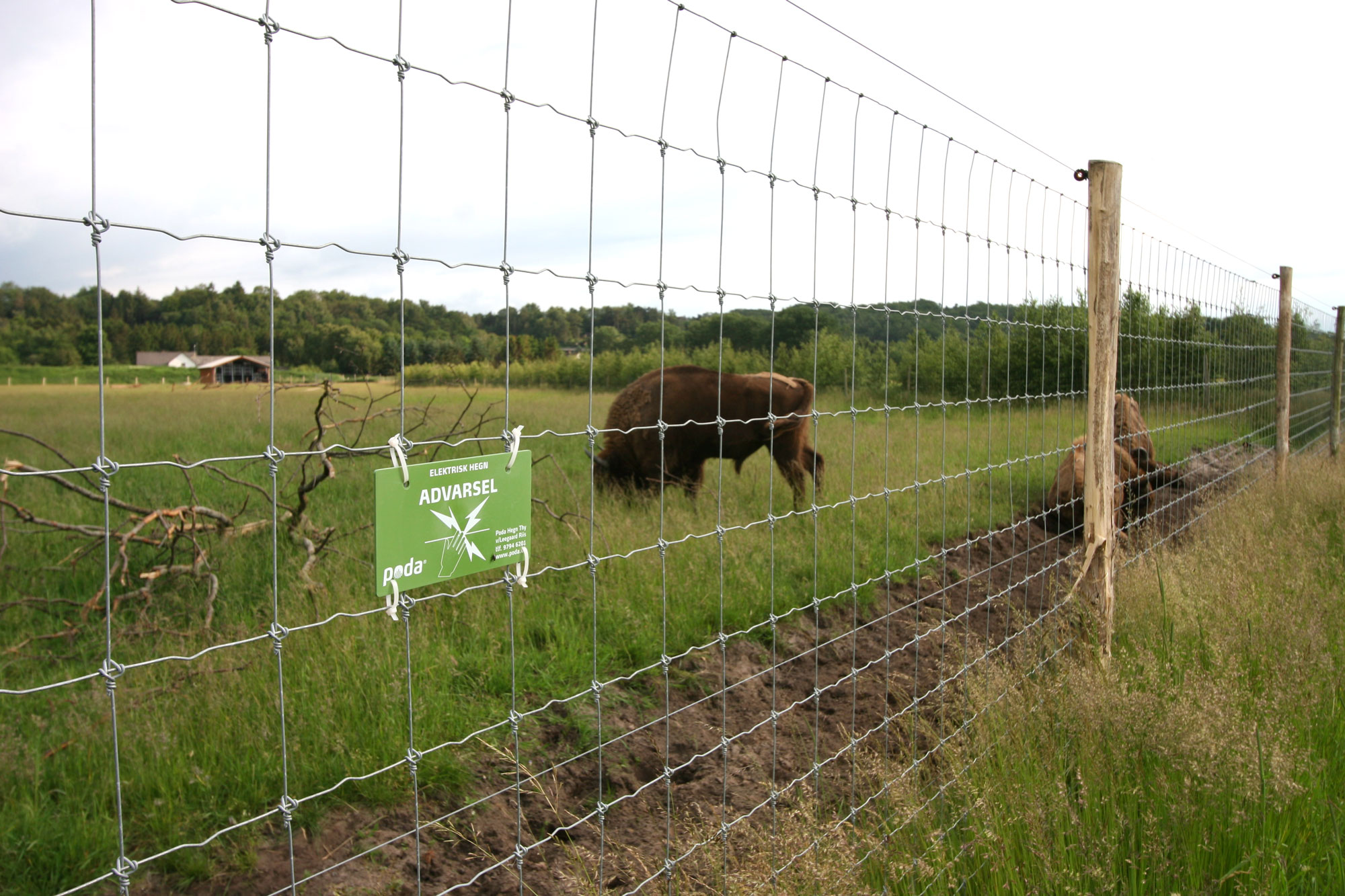 Drie bizons lopen achter een net omheining. Een waarschuwingsbord geeft aan dat het hek onder spanning staat.