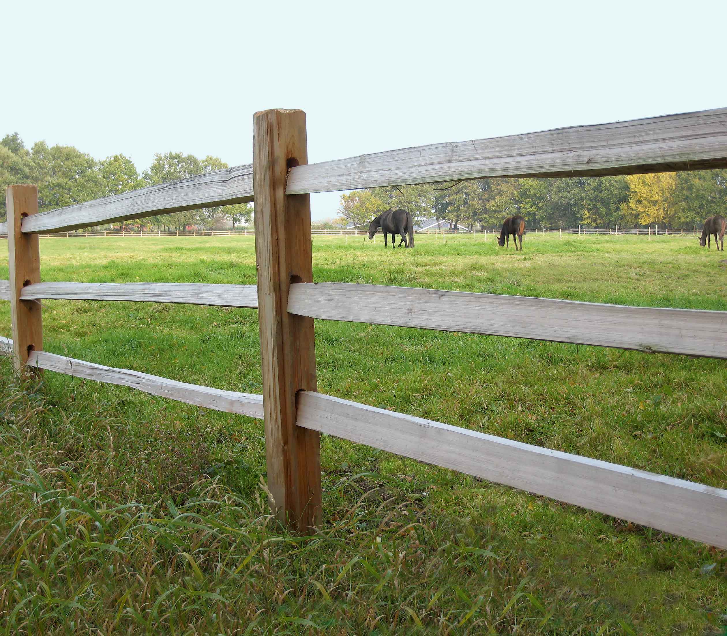 Tussen de latten van een rustiek paardenhek grazen drie paarden in een paddock.