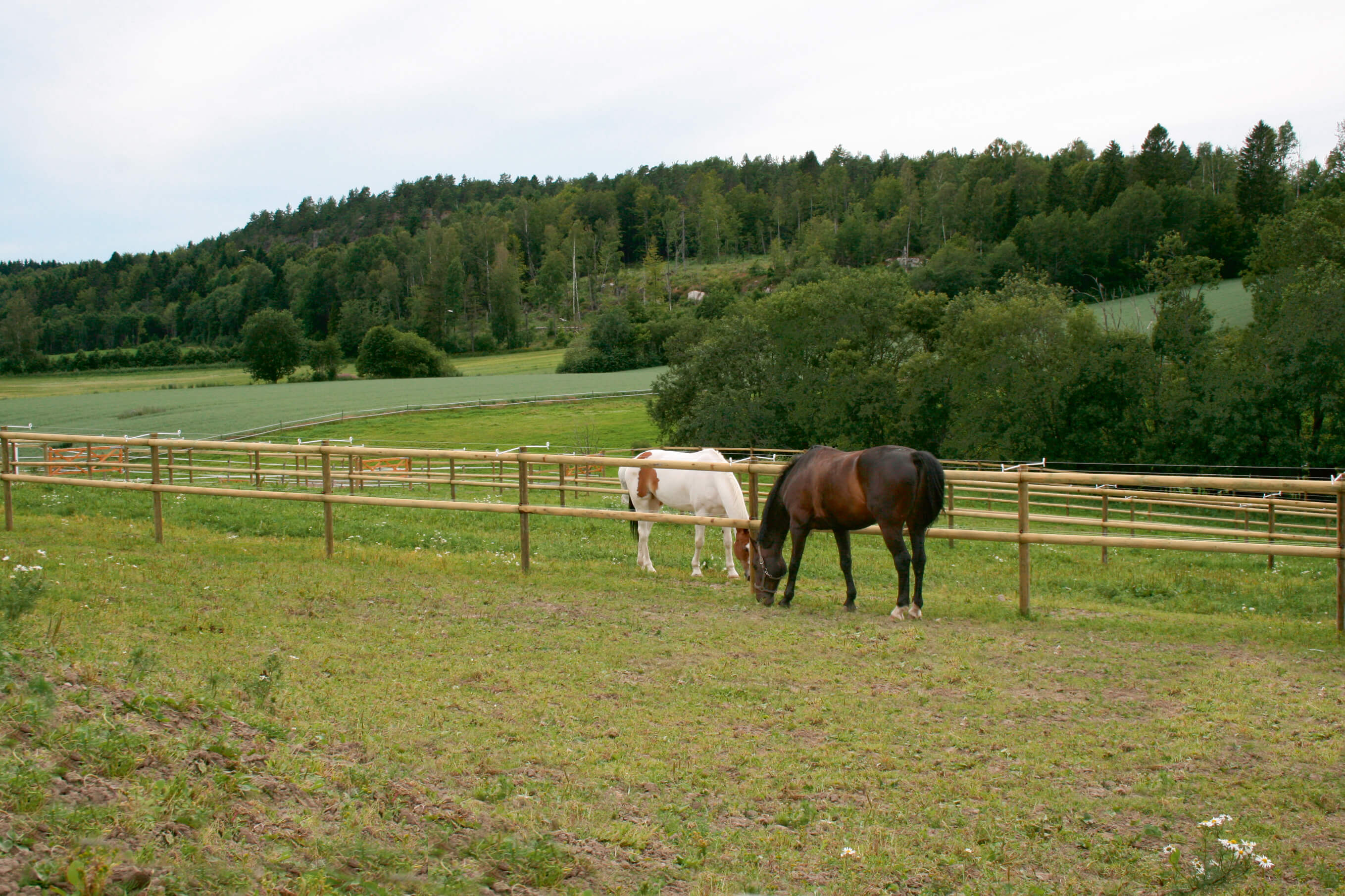 Twee paarden grazen in aparte paddocks. De paardenweiden worden gescheiden door een paardenomheining met half doorgesneden latten.