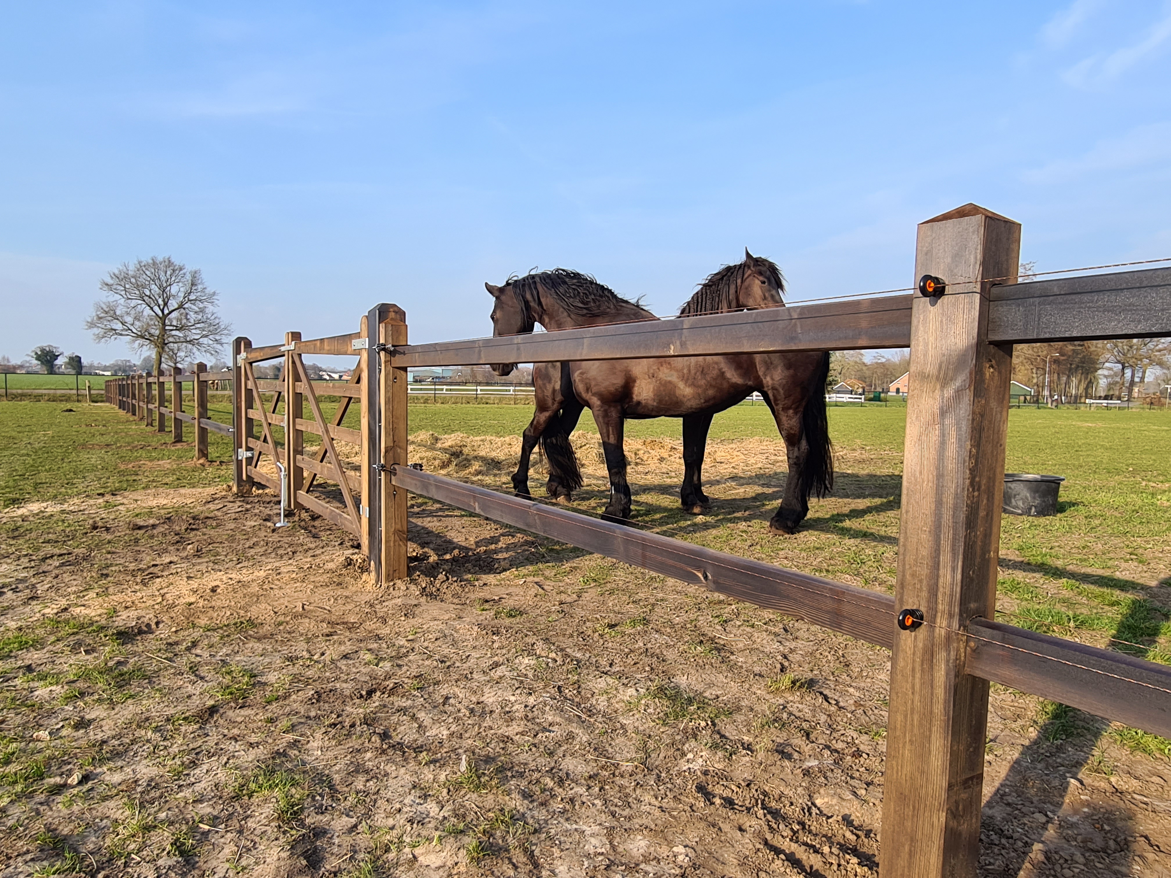 Een houten hek scheidt twee paddocks, maar een houten poort biedt toegang tussen de twee paddocks. Twee grote paarden staan bij de houten poort.