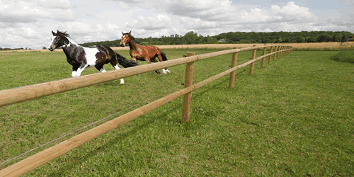 Paarden lopen achter een latafrastering met halfronde houten liggers