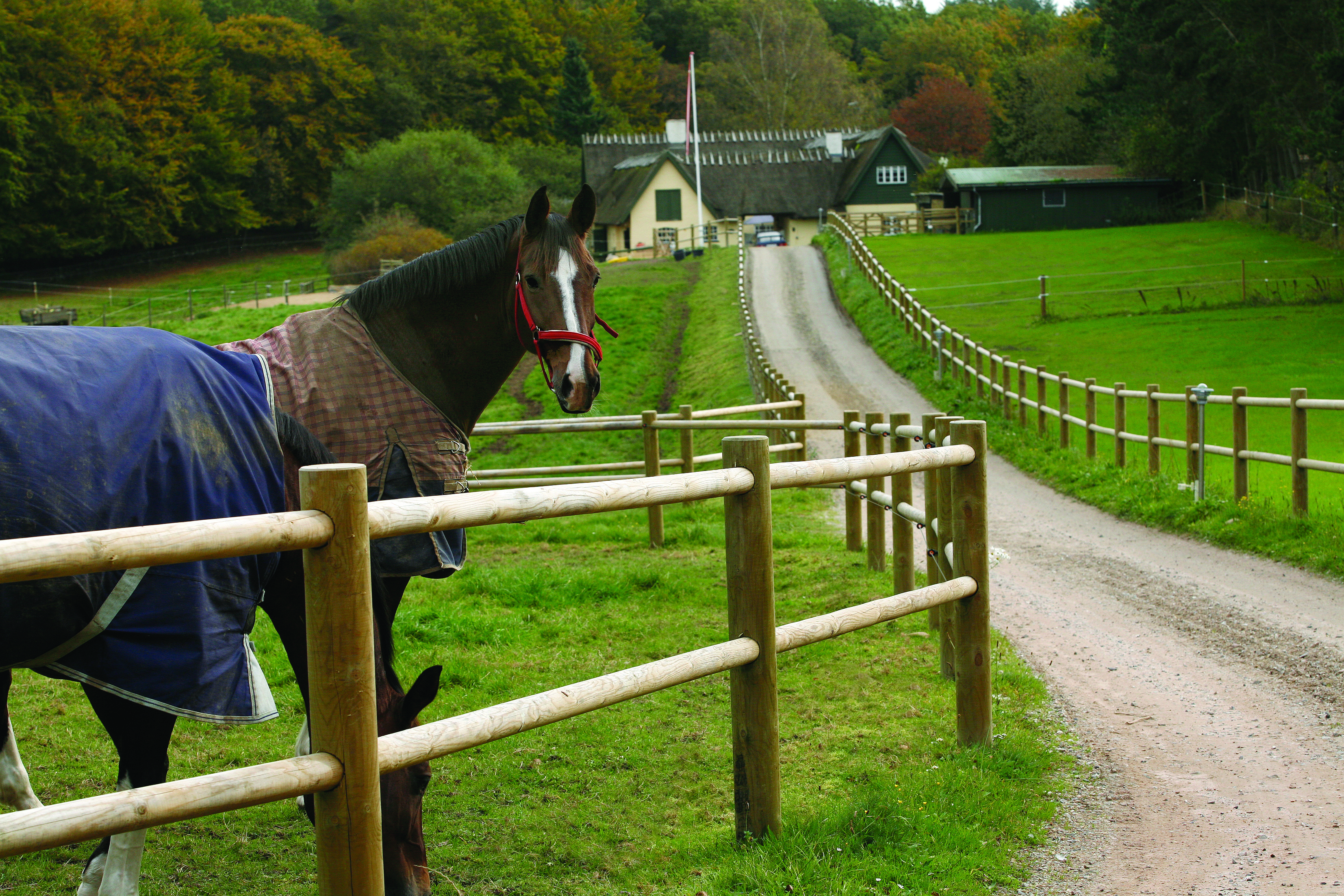 Een paard staat met opgeheven hoofd zijn omgeving te observeren, terwijl een ander paard graast. Beide paarden staan achter een paardenhek langs de oprijlaan van een landgoed.