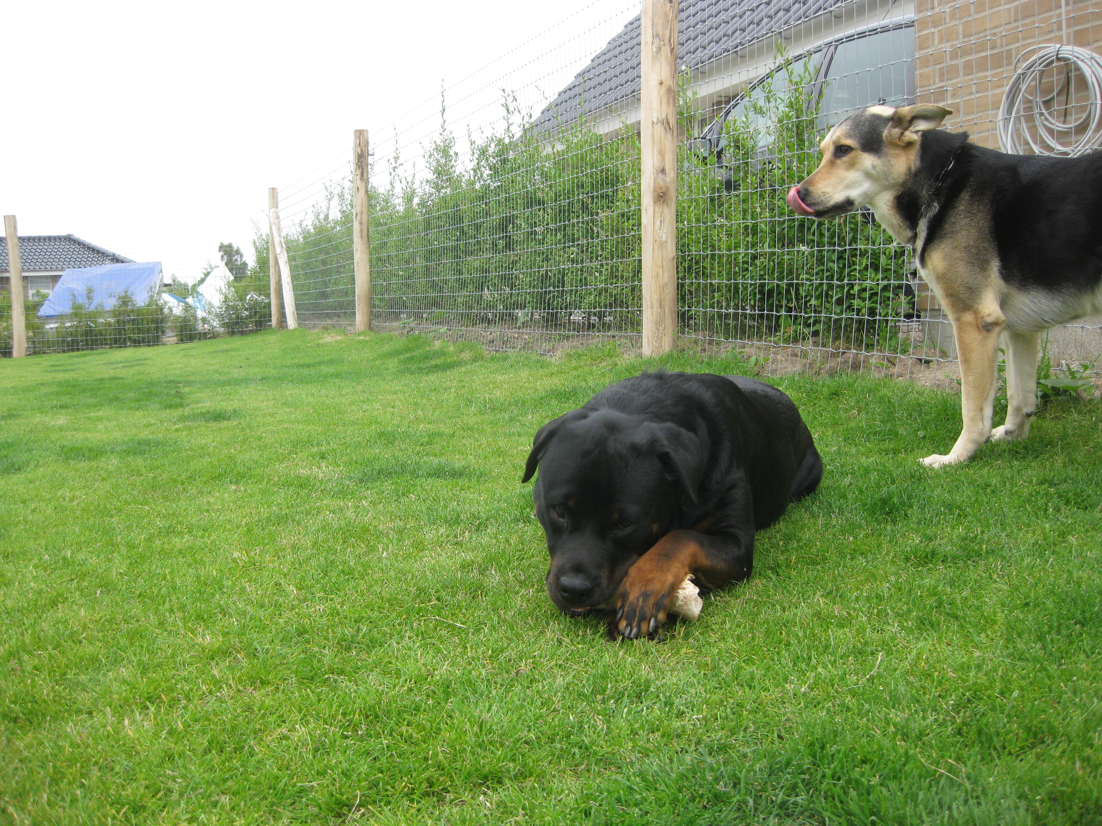 Een hond ligt in het gras en een andere hond staat rechtop in hun tuin. Het hek is een Multinet