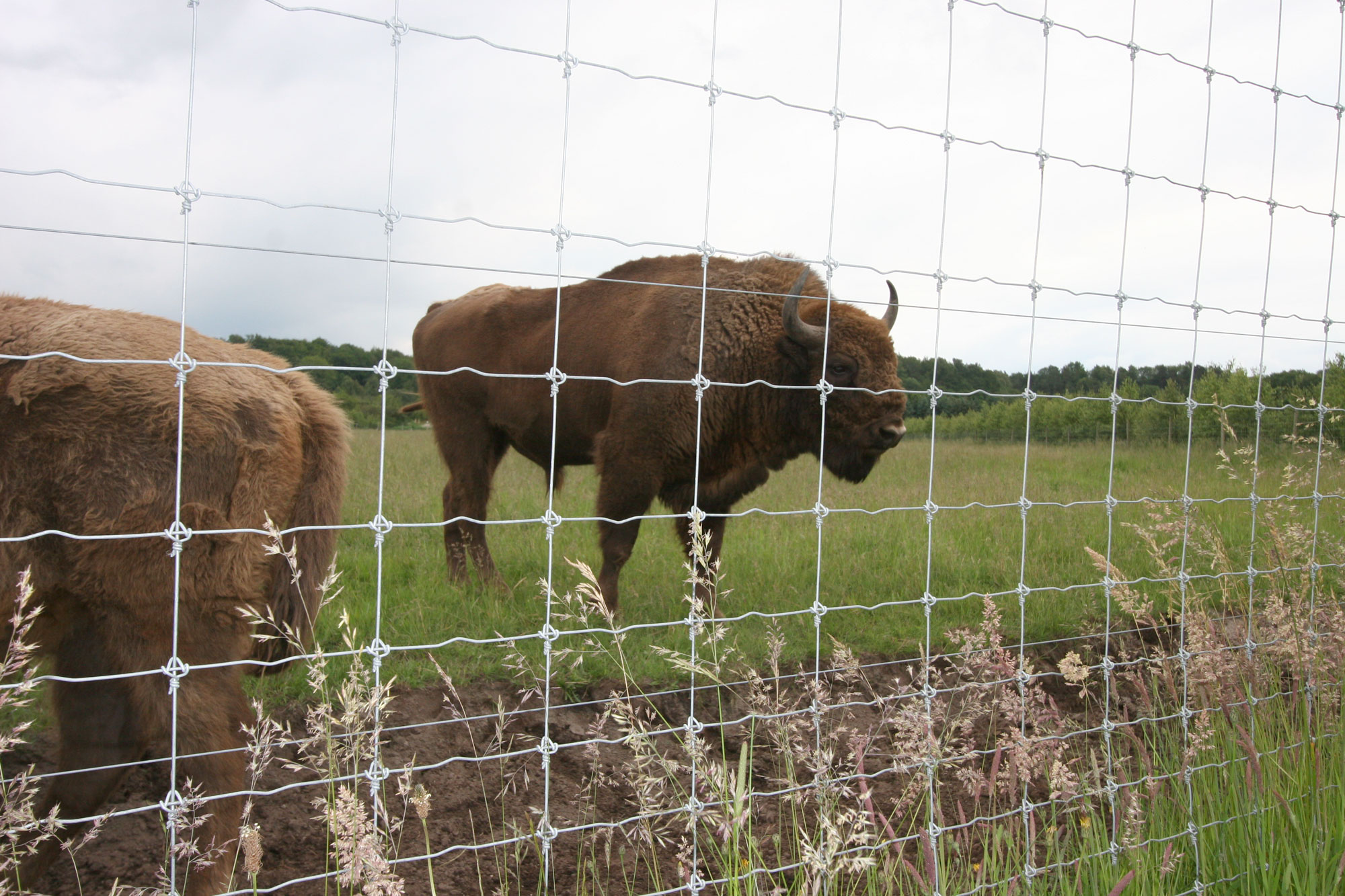 Twee bizons grazen in hun omheining.