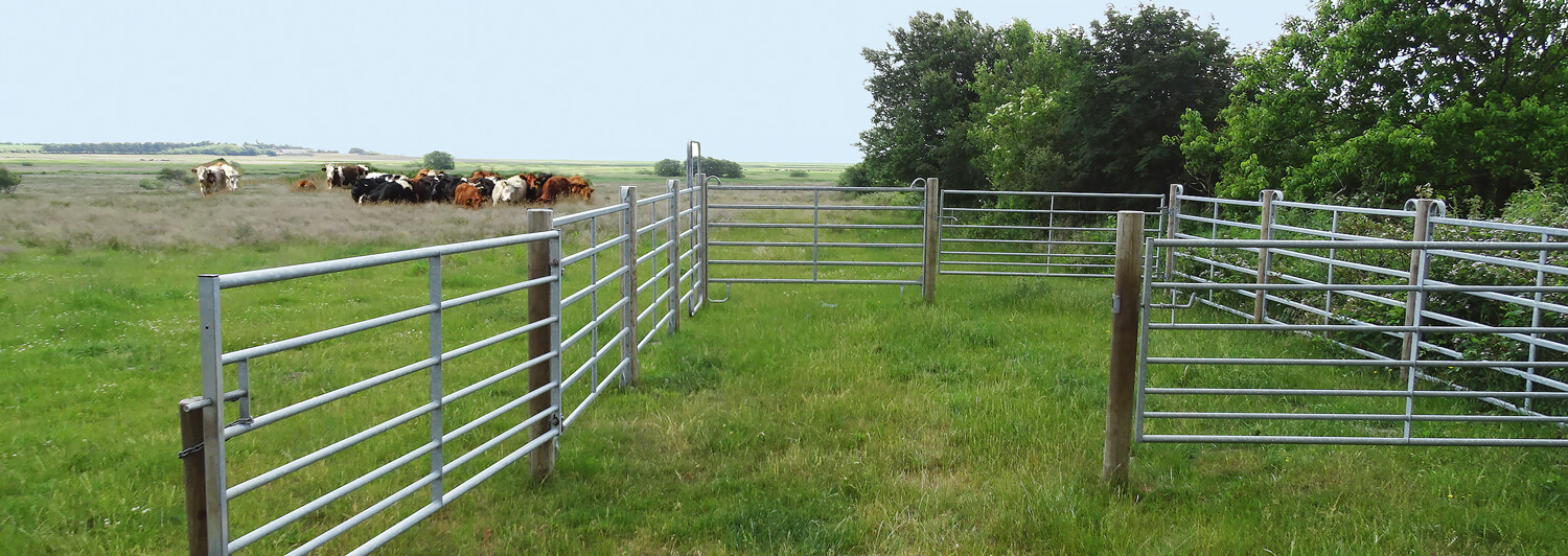 Een kudde runderen staat in een veld naast een hok.
