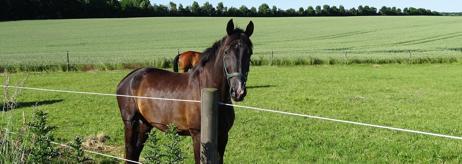 Een bruin paard staat vlak bij het elektrische hek van de paardenwei. Achter het paard staat een ander paard in dezelfde paddock.