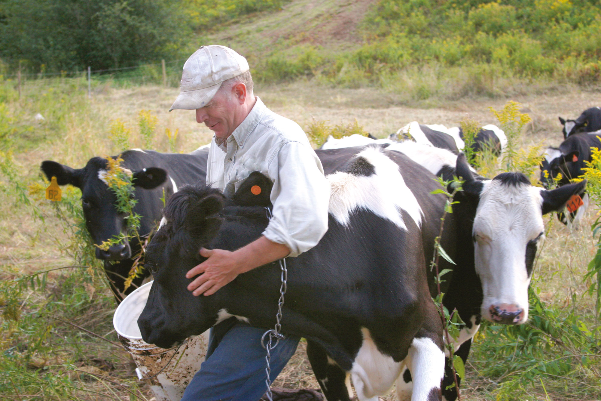 Een man staat tussen een kudde koeien en aait een koe terwijl hij haar hoedt.