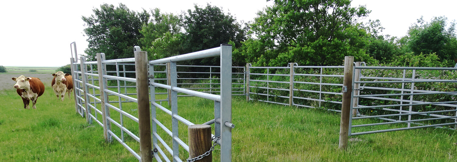Twee koeien staan in een veld naast een hok.