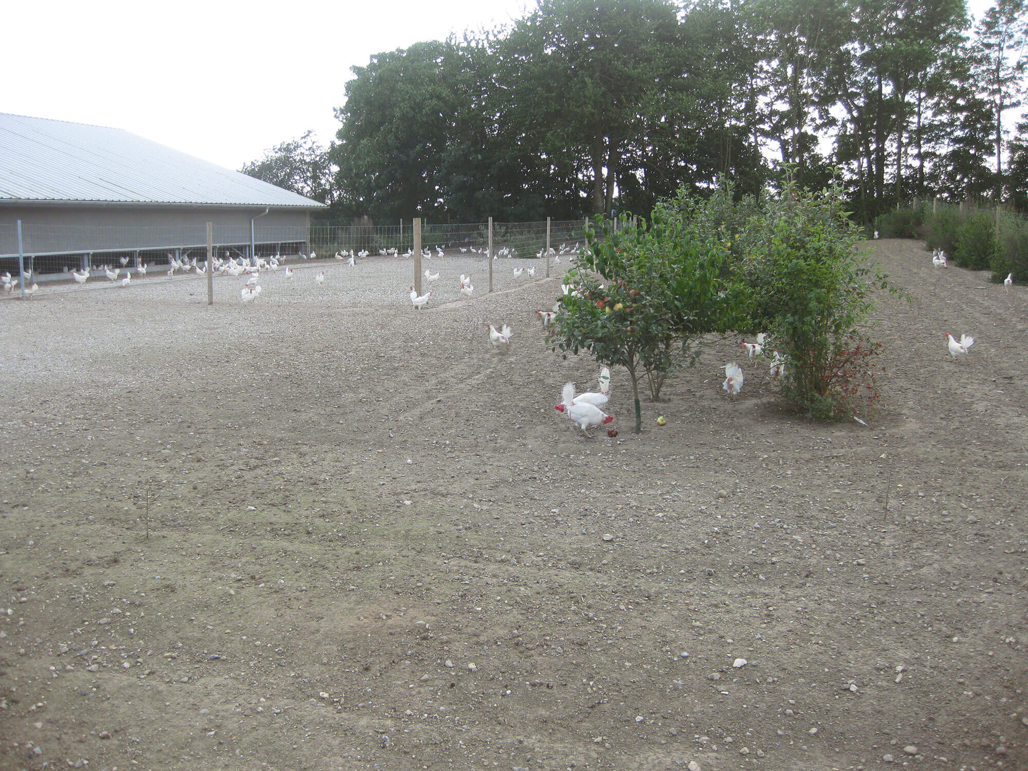 Een groot aantal kippen loopt rond in een groot buitenverblijf.