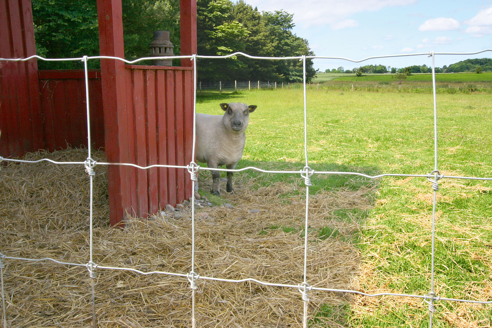 Een schaap staat naast een gebouw en kijkt door het net van de kooi naar buiten.