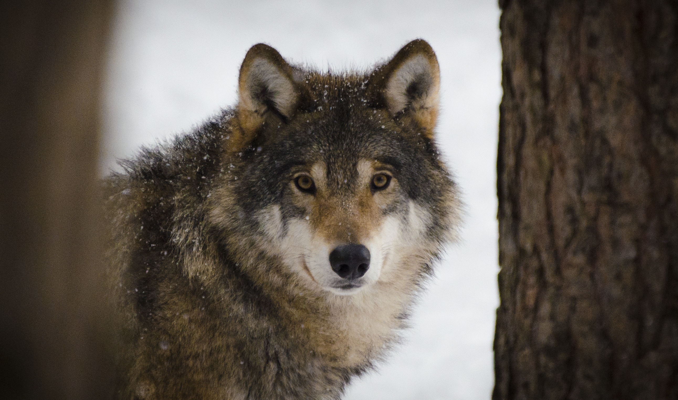 Een wolf staat in de sneeuw en kijkt in de camera