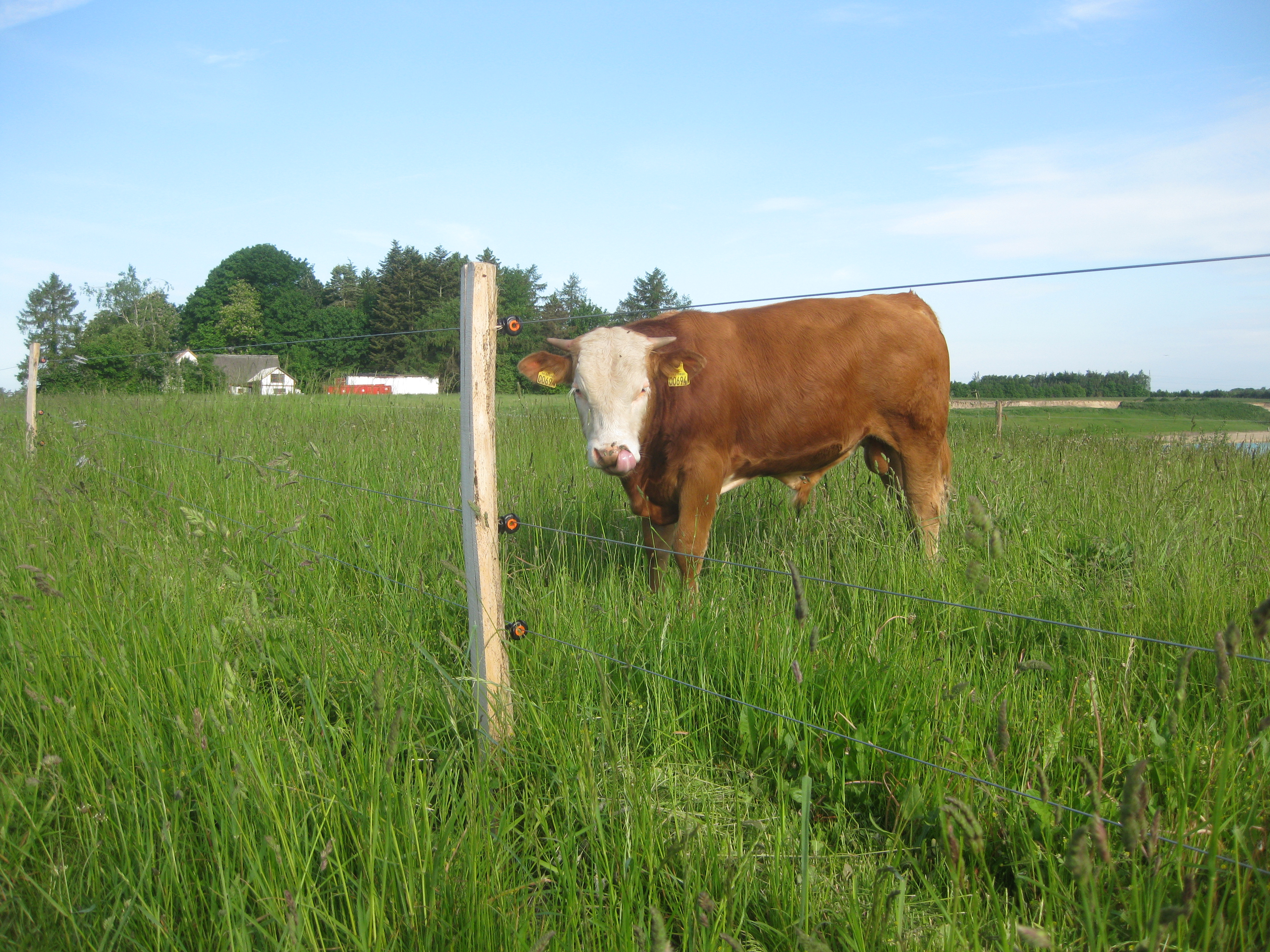 Een grote stier staat dicht bij het elektrische hek in zijn verblijf.