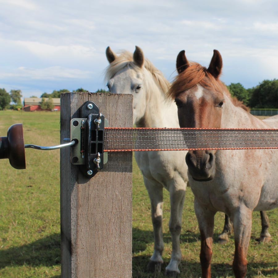 Twee paarden staan bij een gezamenlijke opening in hun kudde. De elektrische afrastering is een band afrastering.