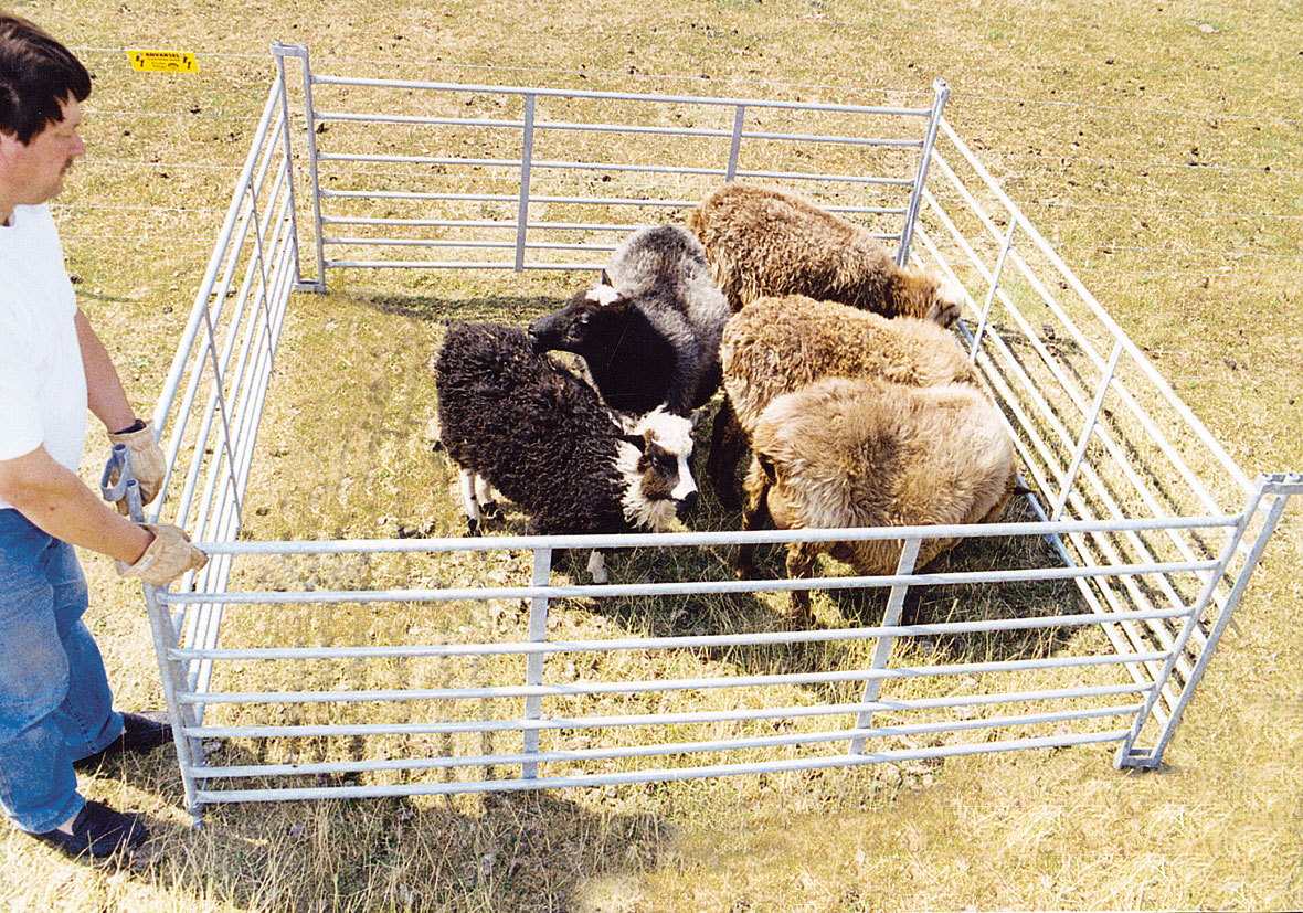 Vijf schapen staan dicht bij elkaar in een klein hok.
