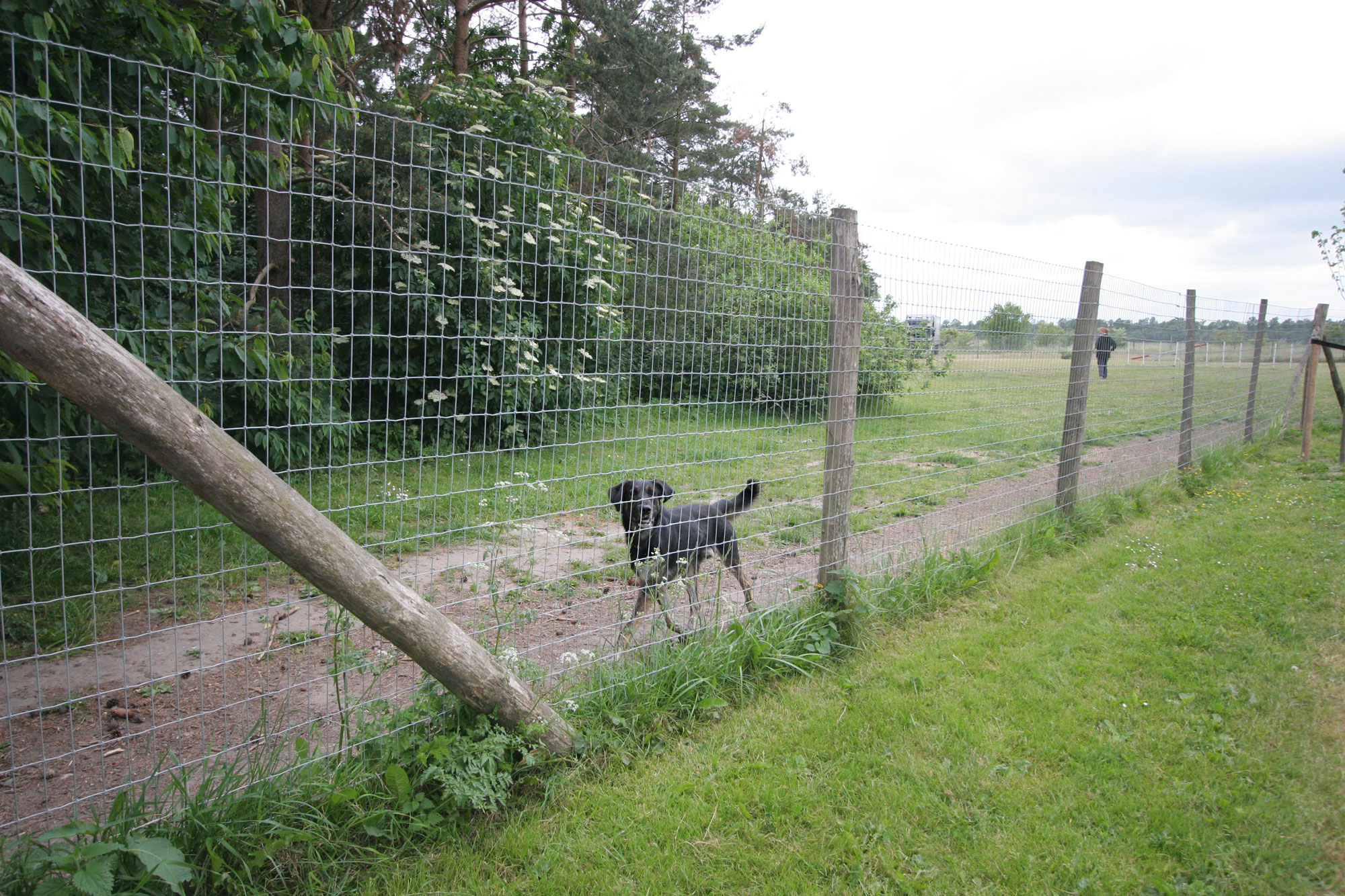Een zwarte hond rent langs het hekwerk in een renbaan.