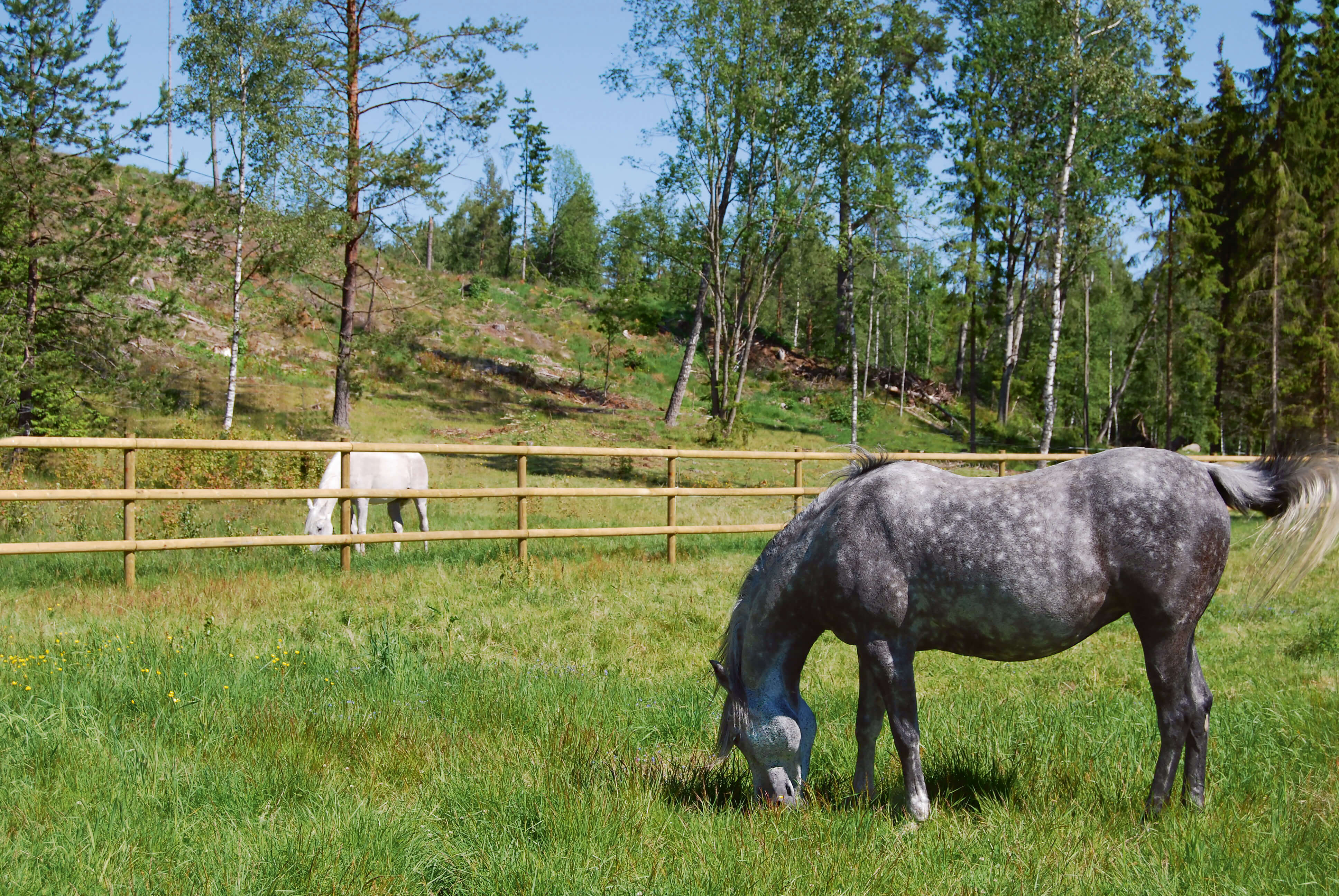 Twee paarden grazen in aparte paddocks. De paardenweiden worden gescheiden door een paardenomheining met half doorgesneden latten.