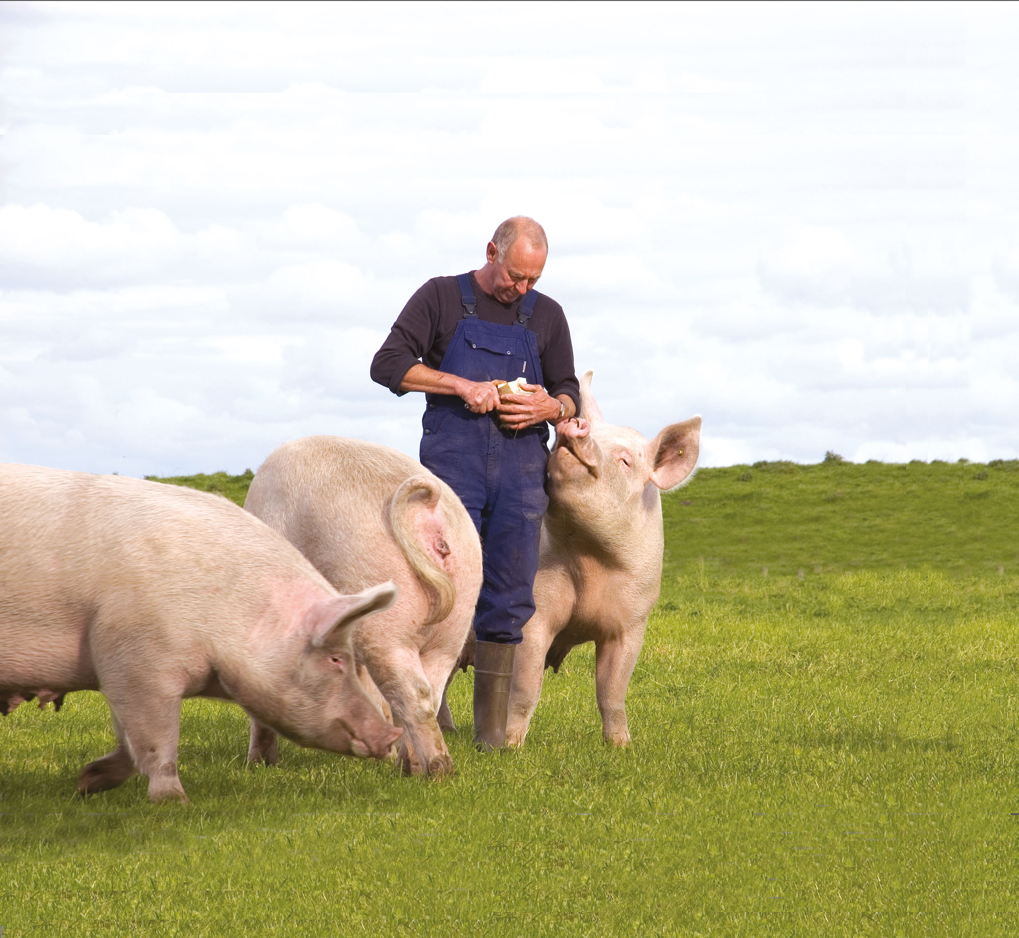 Een varkensboer staat in een omheining omringd door drie grote varkens.