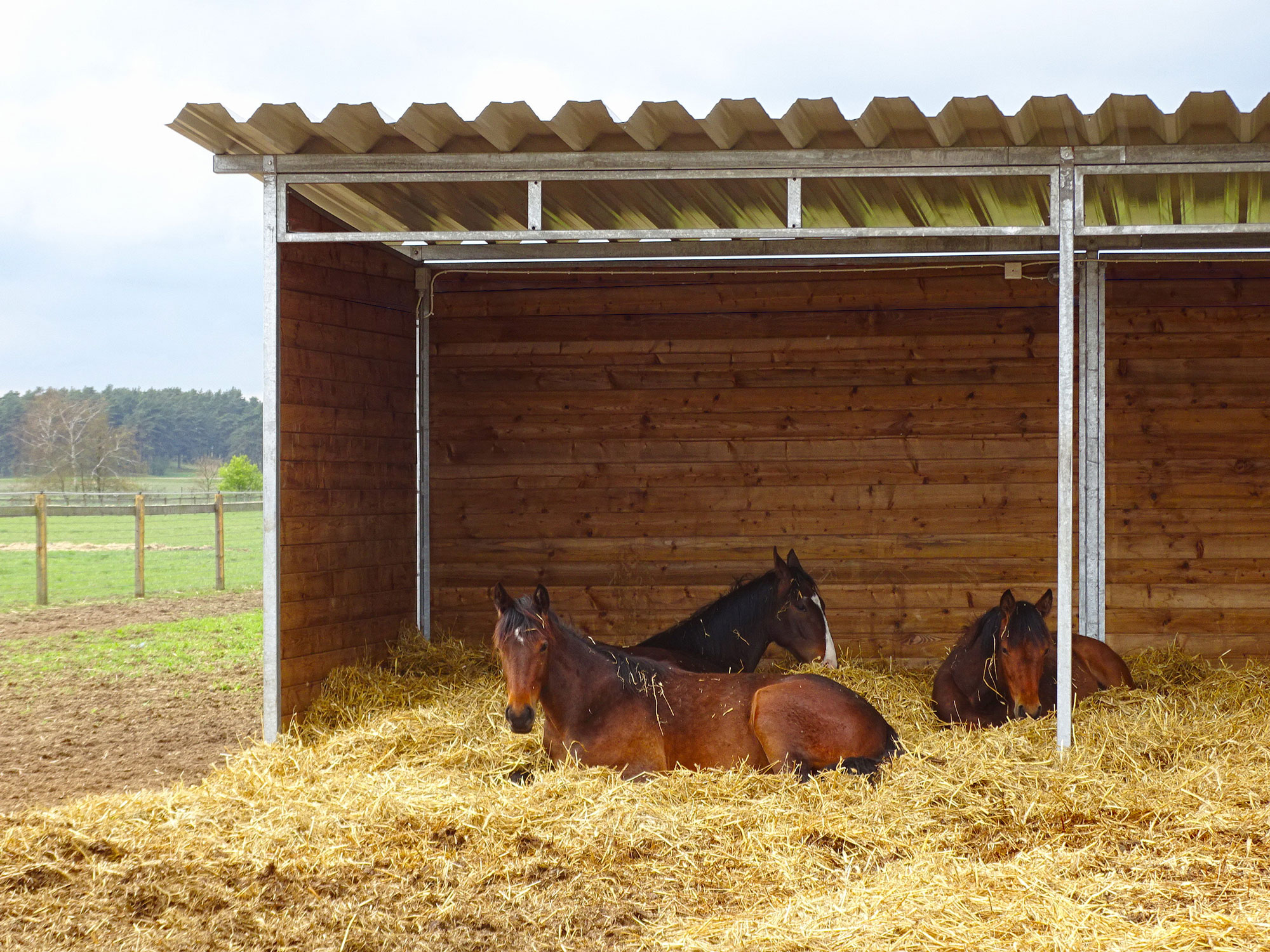 Drie bruine paarden liggen op een bed van stro in een schuilstal.