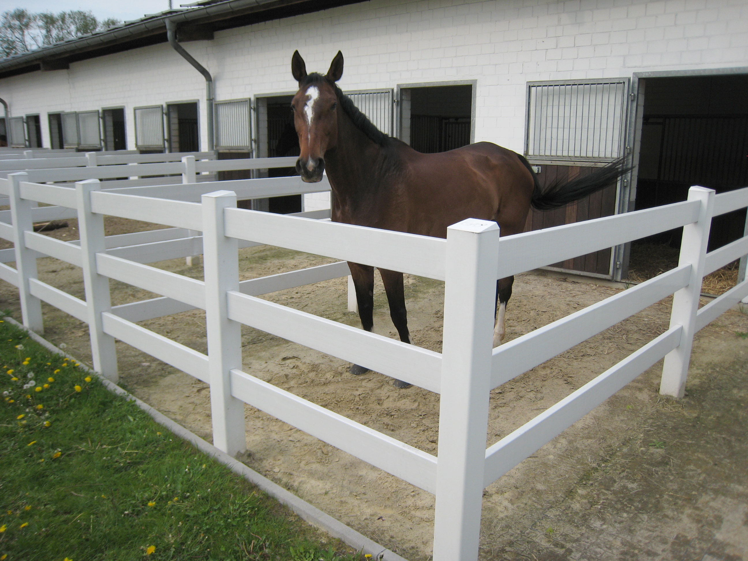 Een bruin paard staat in zijn eigen kleine omheining naast zijn stal. De omheining bestaat uit een wit plastic paardenhek.